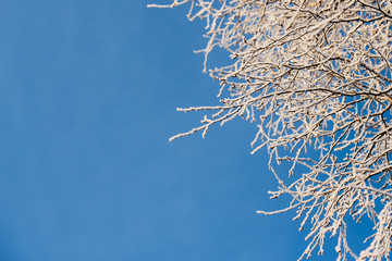 Frosted tree in frosty day against the blue sky