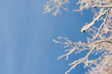 Frosted tree in frosty day against the blue sky