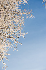 Frosted tree in frosty day against the blue sky