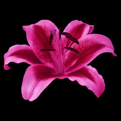 flower pink carmine  lily isolated on black background. Close-up. Nature.