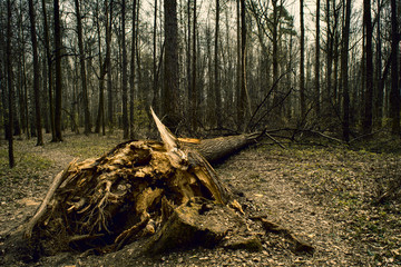 Broken and fallen tree in the forest