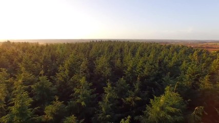 Flying Over Forest