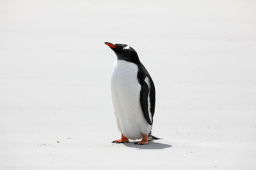 A Gentoo penguin stands on the beach in The Neck on Saunders Island, Falkland Islands