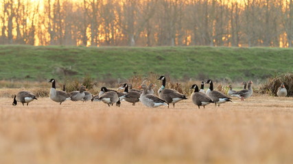 group of wild geese on a field during magic hour