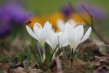 bee in flight to a blooming flower in search of pollen