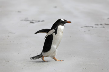 A single Gentoo penguin runs across the beach in The Neck on Saunders Island, Falkland Islands