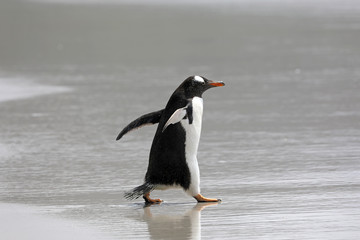 Fototapeta na wymiar A penguin is running in the shallow surf on the beach in The Neck on Saunders Island, Falkland Islands