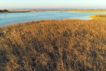 Wet meadows, marshes on city background, aerial foto with birds at sunset.