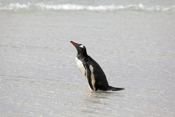 A penguin is standing in the shallow surf on the beach in The Neck on Saunders Island, Falkland Islands
