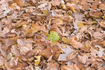 Beautiful view of dry yellow and brown maple tree autumn leaves on the ground.