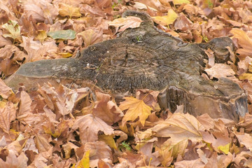 Stump beautiful shape among the yellow leaves in the fall.