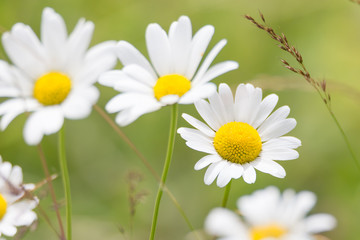 daisies with beautiful bokeh