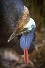 portrait cassowary