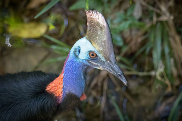 portrait cassowary