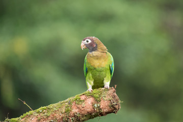 brown hooded parrot on a branch