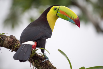 Toucan Ramphastos sulfuratus from behind sitting on a branch