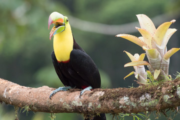 Toucan Ramphastos sulfuratus with open beak  sitting on a branch
