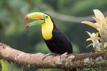 Toucan Ramphastos sulfuratus with open beak  sitting on a branch