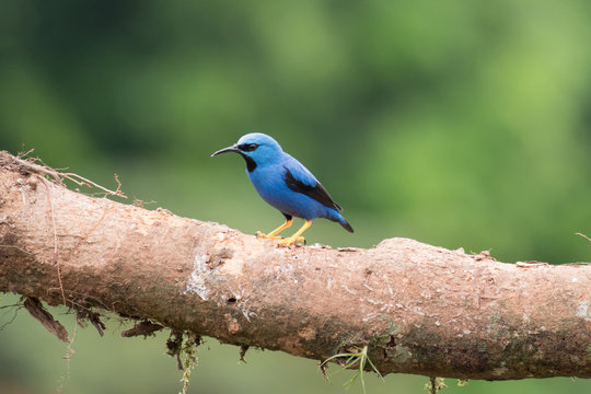blue dacnis sitting on a branch