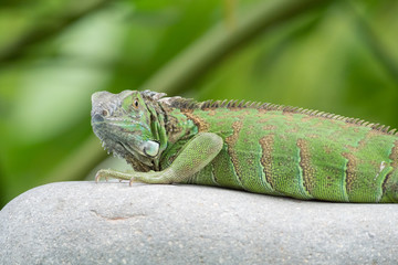 iguana on a stone loking into camera