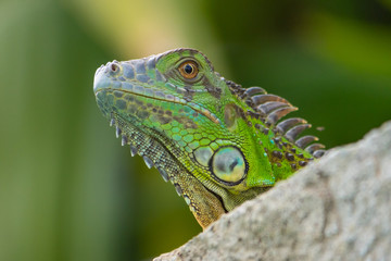head of a green iguana
