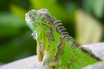 head of green iguana from behind