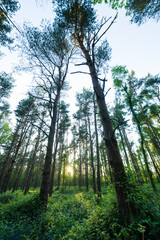 Obraz premium Bluebell flowers (Hyacinthoides non-scripta) growing in shaded forest in Spring, United Kingdom