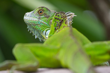green iguana from behind
