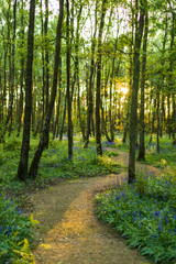 The sun shines through a forest of trees which line a winding path with bluebells along the ground in Spring (Hyacinthoides non-scripta)