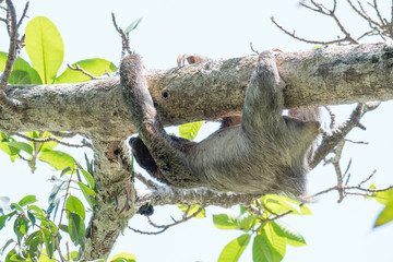 Obraz premium Sloth moves slowly on the tree