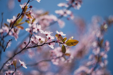 Cherry blossom flowers on branch (Prunus or Sakura) in Spring light
