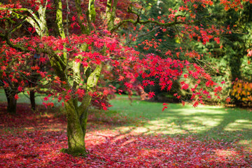 Japanese Maple (Acer palmatum) tree leaves in Autumn colours, United Kingdom