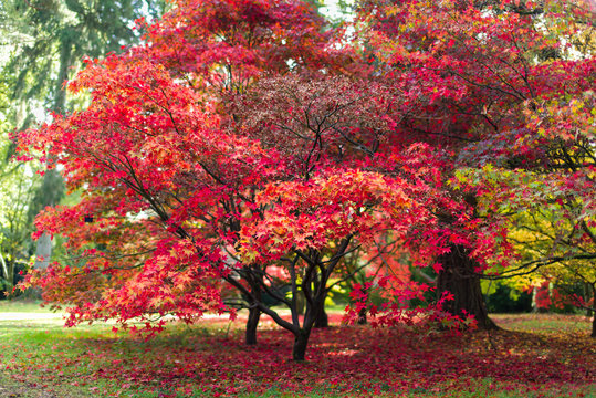 Japanese Maple (Acer palmatum) tree leaves in Autumn colours, United Kingdom