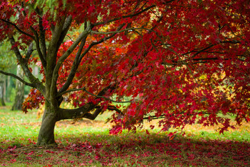 Naklejka premium Japanese Maple (Acer palmatum) in Autumn colours, United Kingdom