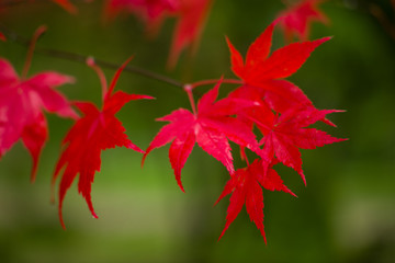 Japanese Maple (Acer palmatum) in Autumn colours, United Kingdom