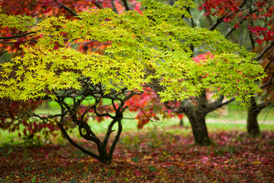 Japanese Maple (Acer palmatum) in Autumn colours, United Kingdom