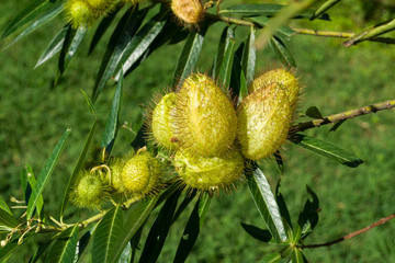 Balloon plant (Gomphocarpus physocarpus or Asclepias physocarpus) seed pods, Nairobi, Kenya, East Africa