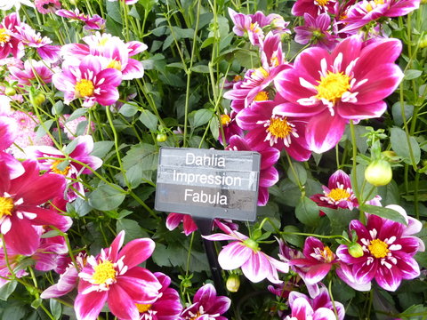Dahlia fabula pink flowers