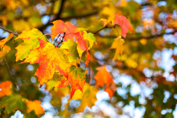 Tree leaves in Autumn colours on a sunny day, United Kingdom