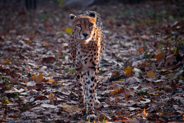 A cheetah, lit by the rays of the sun goes to the viewer.