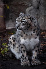 Fototapeta premium A snow leopard with sleek white-black fur sits on the ground.