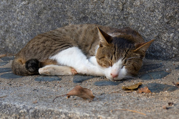 Sleeping alley cat on the street