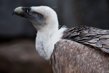 Close-up of the griffon vulture, head and huge beak.