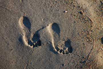 sand, beach, footprint, foot, sea, footprints, print, summer, vacation, feet, footstep, holiday, track, nature, walk, imprint, step, travel, walking, footsteps, barefoot, trace, human, ocean, mark