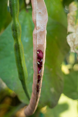 Adzuki beans in the pod in the garden