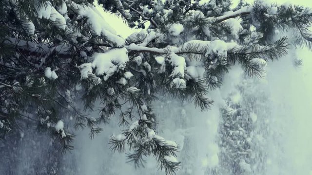 Snow falling down from pine tree, slow motion HD