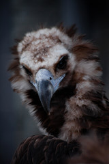 the head of the neck is a close up, a huge beak
