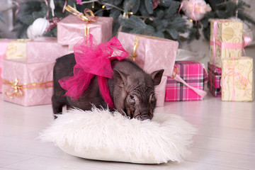 Cute Vietnamese black pig, with a red bow on a fur pillow against the background of boxes with New Year's gifts. Merry Christmas