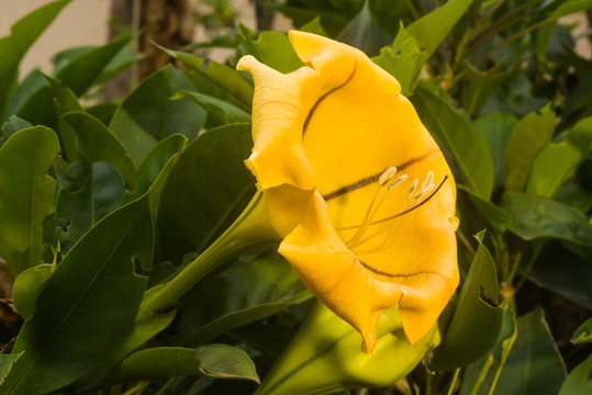 Chalice vine flower (Solandra maxima) in bloom