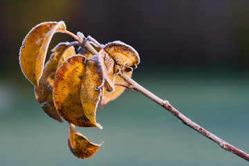 Ice crystals on frozen yellow brown leaves of a frosted apple tree branch, Gravensteiner Malus Domestica, in the winter morning sun.